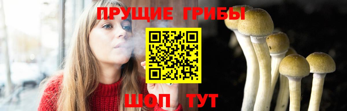 Псилоцибиновые грибы Psilocybine cubensis Краснодар